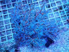 画像1: No.1　ハナフタヤギ　ブルー (1)