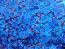 画像2: No.1　ハナフタヤギ　ブルー (2)