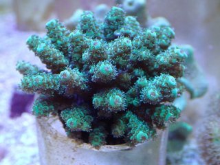 No.13 アザミハナガタサンゴ マルチカラーを買うならアクア