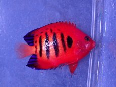 画像1: No.1 クリスマス島産　フレームエンゼル　　【人気No.1】 (1)