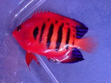 画像2: No.1 クリスマス島産　フレームエンゼル　　【人気No.1】 (2)