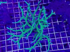 画像1: No.1 トゲサンゴ　グリーン　XL　　【人気No.1】 (1)