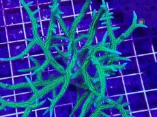 画像2: No.1 トゲサンゴ　グリーン　XL　　【人気No.1】 (2)