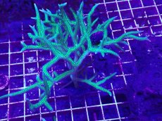 画像1: No.2 トゲサンゴ　グリーン　L (1)