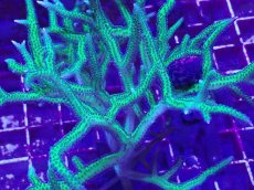 画像2: No.2 トゲサンゴ　グリーン　L (2)