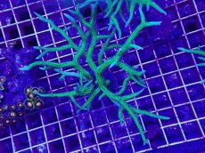 画像1: No.3 トゲサンゴ　グリーン　L (1)