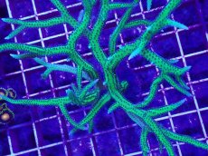 画像2: No.3 トゲサンゴ　グリーン　L (2)