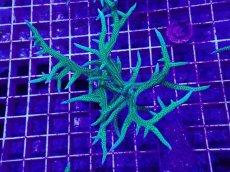 画像1: No.4 トゲサンゴ　グリーン　L (1)