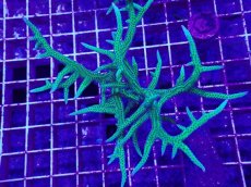 画像2: No.4 トゲサンゴ　グリーン　L (2)