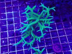 画像1: No.5 トゲサンゴ　グリーン　L (1)