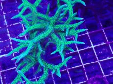 画像2: No.5 トゲサンゴ　グリーン　L (2)