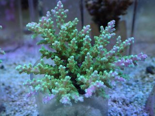 ハイマツミドリイシ◇1年6か月◇ | ミスズの水槽観察日記