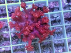画像1: No.1 トンガ産 ハナガササンゴ　レッド (1)