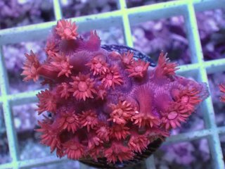 ハナガササンゴ Goniopora を買うならアクアスタイルユー
