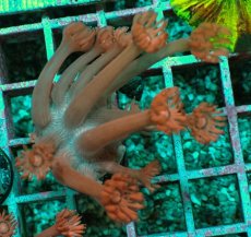 画像1: No.4 トンガ産 ハナガササンゴ　レッド (1)