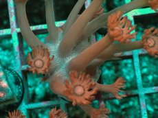 画像2: No.4 トンガ産 ハナガササンゴ　レッド (2)