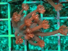 画像1: No.5 トンガ産 ハナガササンゴ　レッド (1)