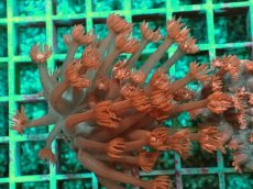 画像1: No.6 トンガ産 ハナガササンゴ　レッド (1)