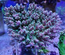 画像1: No.10 ツツハナガサミドリイシ (1)