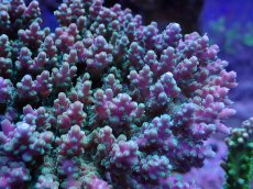 画像2: No.10 ツツハナガサミドリイシ (2)