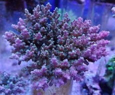 画像1: No.11 ツツハナガサミドリイシ (1)