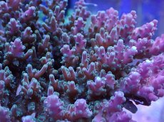 画像2: No.11 ツツハナガサミドリイシ (2)