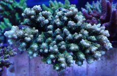 画像1: No.12 クシハダミドリイシ (1)