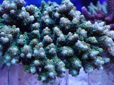 画像2: No.12 クシハダミドリイシ (2)