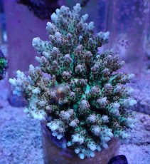 画像1: No.13 クシハダミドリイシ (1)