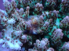 画像2: No.13 クシハダミドリイシ (2)