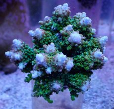 画像1: No.14 浅場ミドリイシ (1)