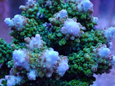 画像2: No.14 浅場ミドリイシ (2)