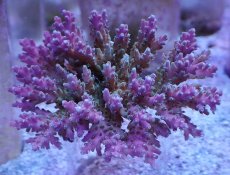 画像1: No.15 ツツハナガサミドリイシ (1)