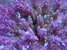 画像2: No.15 ツツハナガサミドリイシ (2)