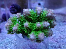 画像1: No.16 浅場ミドリイシ (1)