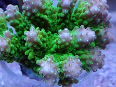 画像2: No.16 浅場ミドリイシ (2)