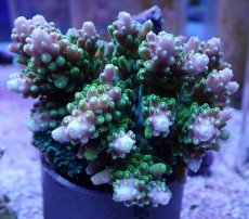 画像1: No.17 浅場ミドリイシ (1)