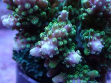 画像2: No.17 浅場ミドリイシ (2)