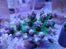 画像1: No.18 浅場ミドリイシ (1)