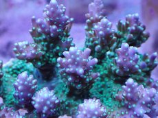 画像2: No.18 浅場ミドリイシ (2)