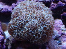 画像1: No.1 ナガレハナサンゴ　カラー (1)