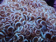 画像2: No.1 ナガレハナサンゴ　カラー (2)