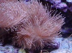 画像1: No.1 沖縄産 ウミキノコ ロングポリプ (1)