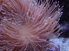 画像2: No.1 沖縄産 ウミキノコ ロングポリプ (2)