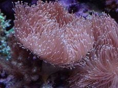 画像1: No.2 沖縄産 ウミキノコ ロングポリプ (1)