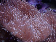 画像2: No.2 沖縄産 ウミキノコ ロングポリプ (2)