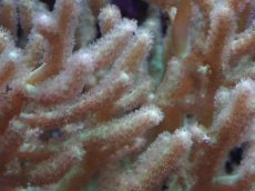 画像2: No.1 沖縄産 ナガレカタトサカ (2)