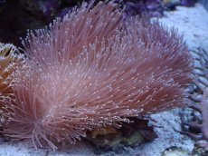 画像1: No.3 沖縄産 ウミキノコ ロングポリプ (1)