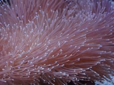 画像2: No.3 沖縄産 ウミキノコ ロングポリプ (2)