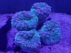 画像1: No.1 ツツマルハナブササンゴ (1)